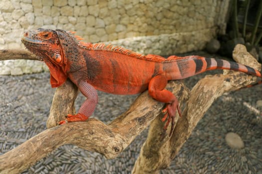 The male red iguana spending time in the tree looking for female iguana. Iguana - close up detail of an iguana camouflaged in nature, a red iguana. Beautiful red iguana on wood, animal closeup.
