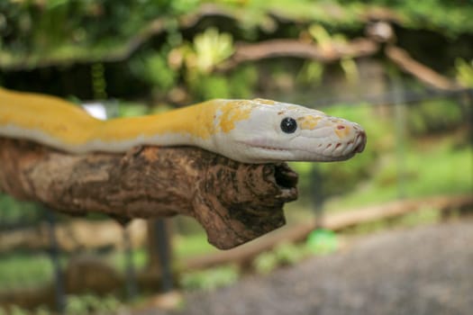 Adult individual snake strangler on dry branch. Close up of a yellow snake boa wrapped around a tree branch and looking arround. Curious python albino. Close-up Head of Reptile on Bali, Indonesia.