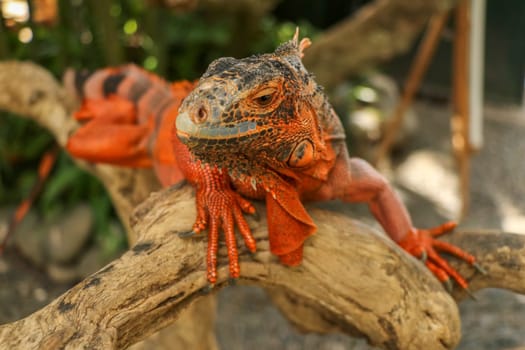 Beautiful Red Iguana on wood, animal closeup. Orange colored Iguana sits on driftwood and looking at the camera. A subspecies of the Red Morph. Shy animal red iguana that is perched on a dry branch.