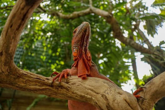View of the bottom of Red Iguana. Close-up of Head of Reptile. Close-up of a young lizard camouflaged in nature. This type of iguana is dark red to orange. Body shape is similar to Green Iguana.