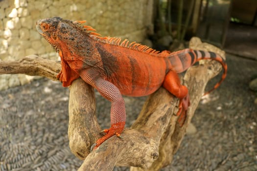 Beautiful Red Iguana on wood, animal closeup. Orange colored Iguana sits on driftwood and looking at the camera. A subspecies of the Red Morph. Shy animal red iguana that is perched on a dry branch.