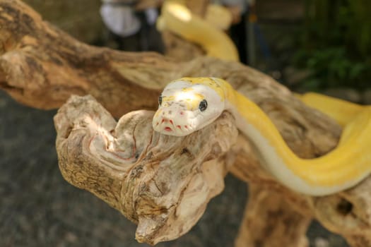 Adult individual snake strangler on dry branch. Close up of a yellow snake boa wrapped around a tree branch and looking arround. Curious python albino. Close-up Head of Reptile on Bali, Indonesia.