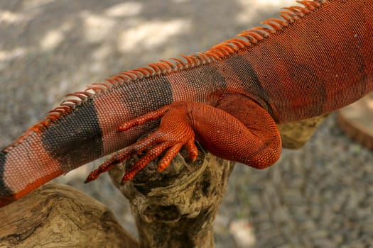 Close up of back leg of beautiful Red iguana on branch. Animal closeup of Orange colored Iguana sits on tree. A subspecies of the Red Morph. Shy animal red iguana that is perched on a dry branch.