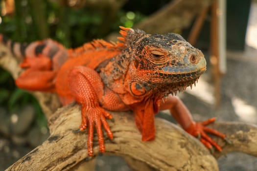 Close-up Head of Reptile. Young male Red Iguana detail of an iguana camouflaged in nature. This type of iguana is dark red to orange. Many red iguanas are preserved in Indonesia.