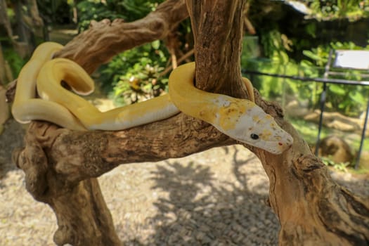Adult individual snake strangler on dry branch. Close up of a yellow snake boa wrapped around a tree branch and looking arround. Curious python albino. Close-up Head of Reptile on Bali, Indonesia.