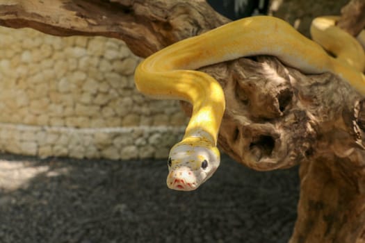 Adult individual snake strangler on dry branch. Close up of a yellow snake boa wrapped around a tree branch and looking arround. Curious python albino. Close-up Head of Reptile on Bali, Indonesia.
