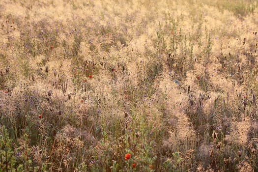 Grasses on a colourful meadow in the early morning light