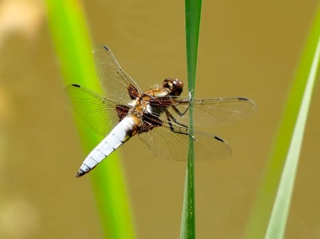 Broad-bodied chaser sitting on a leaf of a cattail