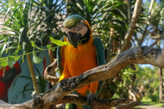 Beautiful colorful Ara Ararauna sitting on dry branch at Bali bird park zoo. Blue-and-yellow macaw or Blue-and-gold macaw with green flower in its beak. One of the most famous parrots of the world.