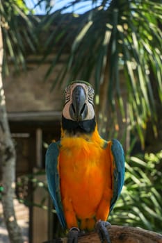 Close up portrait of blue and yellow macaw at Bali Bird Park ZOO. Blue-yellow macaw parrot portrait. Macro portrait of a beautiful Ara Ararauna. Exotic travel concept background Blue-and-Gold Macaw.
