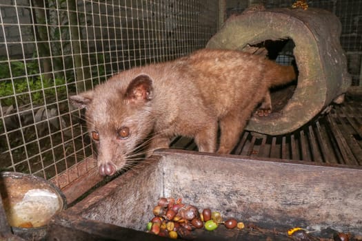 Palm Civet eats ripe robusta coffee berries. Portrait of nocturnal animals Small-toothed palm civet ( Arctogalidia trivirgata ) in cage looking at camerain night time. Civet cat portrait closeup.