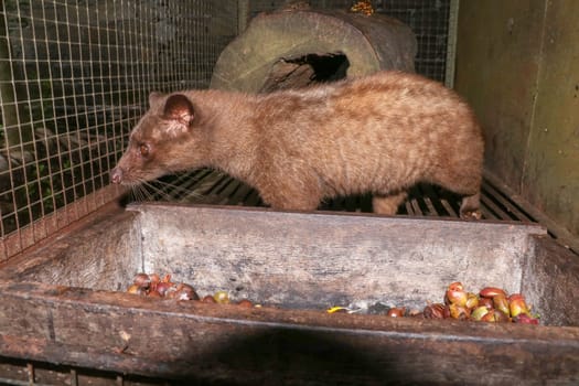Palm Civet eats ripe robusta coffee berries. Portrait of nocturnal animals Small-toothed palm civet ( Arctogalidia trivirgata ) in cage looking at camerain night time. Civet cat portrait closeup.