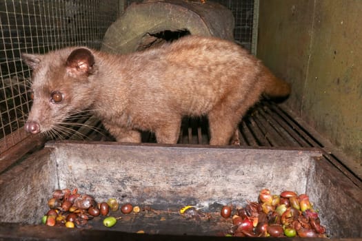 Palm Civet eats ripe robusta coffee berries. Portrait of nocturnal animals Small-toothed palm civet ( Arctogalidia trivirgata ) in cage looking at camerain night time. Civet cat portrait closeup.