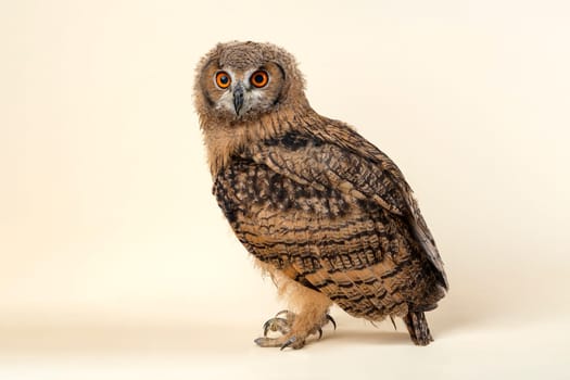 Bengal eagle owl,also Indian eagle owl or Indian eagle owl (Bubo bengalensis),stands sideways and looks at the viewer,juvenile,captive,8 weeks,studio shot