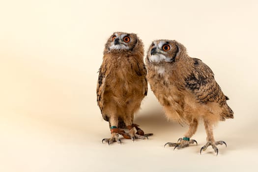Two Bengal eagle owls,also Indian eagle owl or Indian eagle owl (Bubo bengalensis),looking to the upper left,juvenile,captive,8 weeks,studio recording