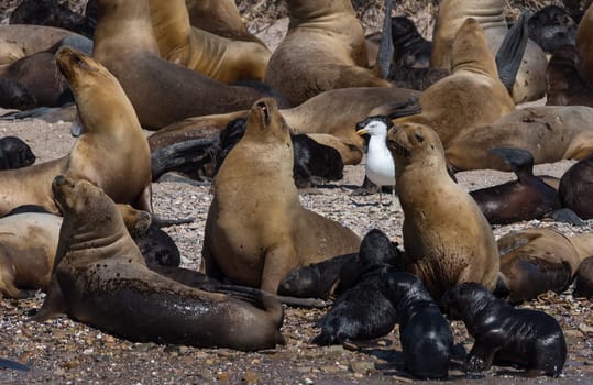 Sea lion colony with young animals on an island, Patagonia, Argentina