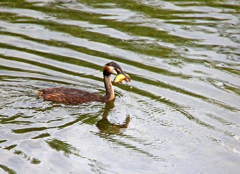 Great Crested Grebe Podiceps cristatus with prey fish