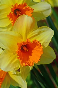 Daffodils