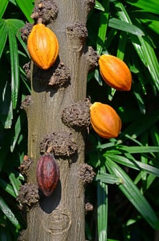 Cocoa