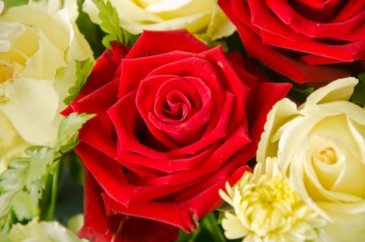 roses background