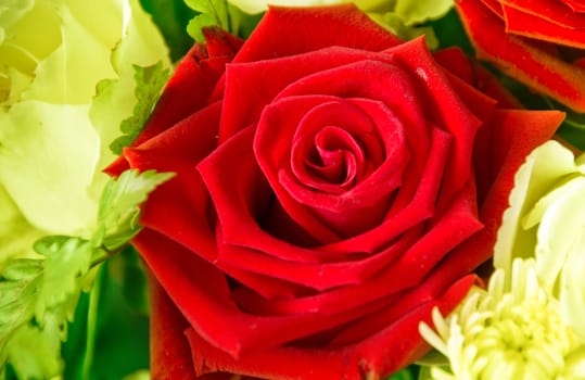 roses background