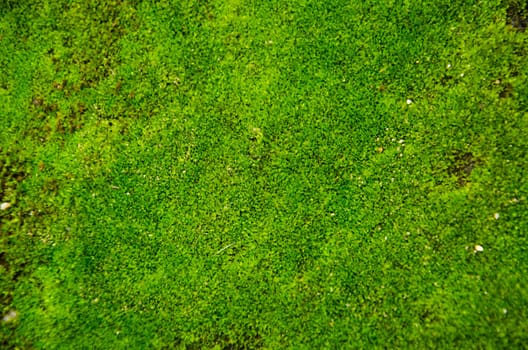 Green Moss