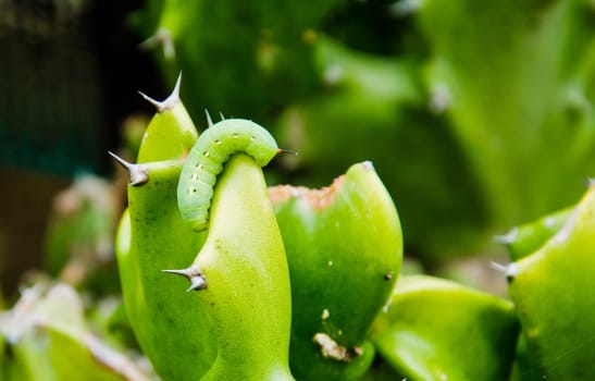 Caterpillar on Cactus