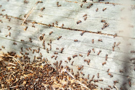 Many ants working together on fallen dry tree at sunny day un the forest close up. Macro ant. Group of insects