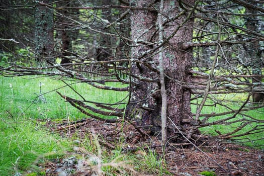 Larch Tree Forest, coniferous tree with bizarre twigs