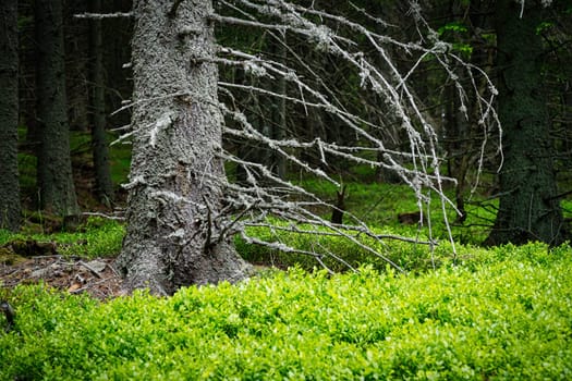 Larch Tree Forest, coniferous tree with bizarre twigs