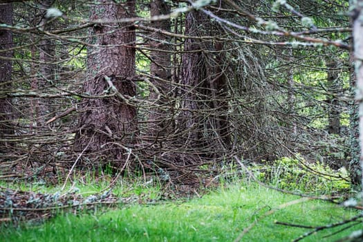 Larch Tree Forest, coniferous tree with bizarre twigs