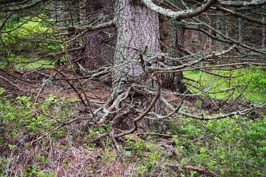 Larch Tree Forest, coniferous tree with bizarre twigs