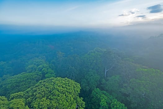 Looking Down on the Amazon Rainforest Canopy in the Morning Mist near Alta Floresta, Brazil