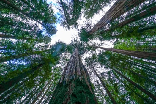 Giant Redwood Trees in the Redwoods National Park