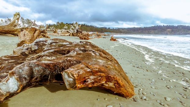 The forested trail on La Push Beach