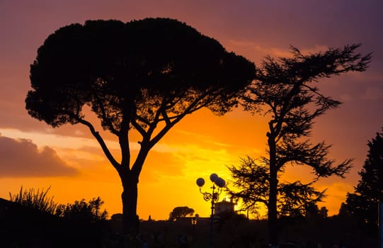Silhouette of Italian Stone Pine oder Umbrella Pine in Tuscany - Tuscany, Italy
