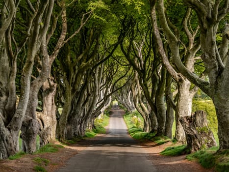 The Dark Hedges - a famous location in Northern Ireland - travel photography