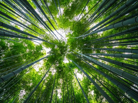 Amazing wide angle view of the Bamboo Forest in Kamakura