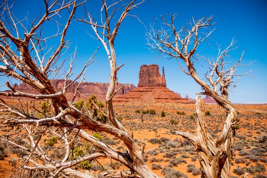 Dry rotten trees at Monument Valley in Utah - travel photography