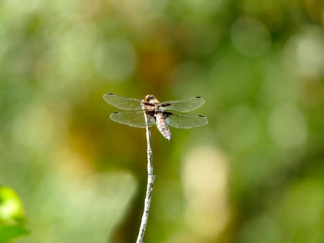 female Broad-bodied chaser sitting on a leaf
