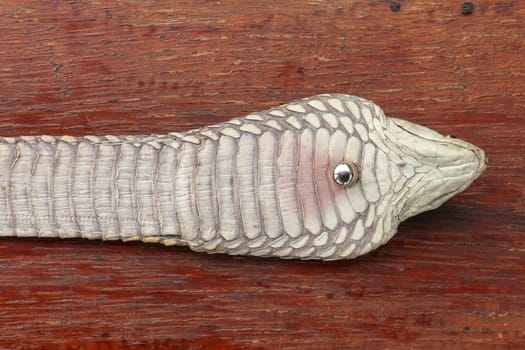 Tanned skin of Ophiophagus hannah. Close up of belt of the most venomous snake on Bali island in Indonesia. Product from leather workshop. King cobra also known as hamadryad, species of venomous snake