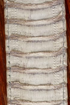 Detail of snake skin belt. A close up of a belt of the most venomous snake King cobra on Bali island in Indonesia. Product from leather workshop. Tanned skin of Ophiophagus hannah. Macrophotography.