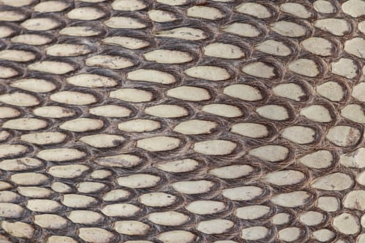 Detail of snake skin belt. A close up of a belt of the most venomous snake King cobra on Bali island in Indonesia. Product from leather workshop. Tanned skin of Ophiophagus hannah. Macrophotography.