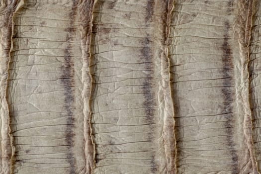 Detail of snake skin belt. A close up of a belt of the most venomous snake King cobra on Bali island in Indonesia. Product from leather workshop. Tanned skin of Ophiophagus hannah. Macrophotography.