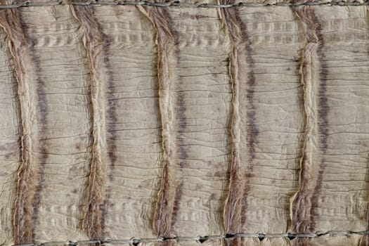 Detail of snake skin belt. A close up of a belt of the most venomous snake King cobra on Bali island in Indonesia. Product from leather workshop. Tanned skin of Ophiophagus hannah. Macrophotography.