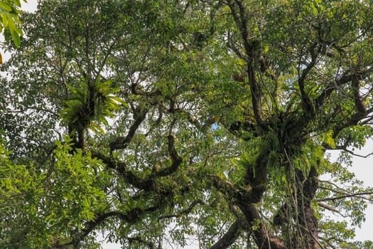 Asplenium Nidus parasites on branches in the crown of a huge tropical tree. Green leaves of Asplenium nidus. Bird's Nest Fern is an epiphytic species of fern in the family Aspleniaceae.