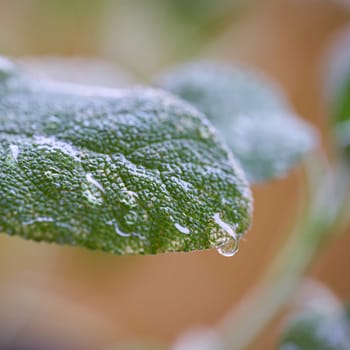 Water drops on the leaf of a sage after a rain