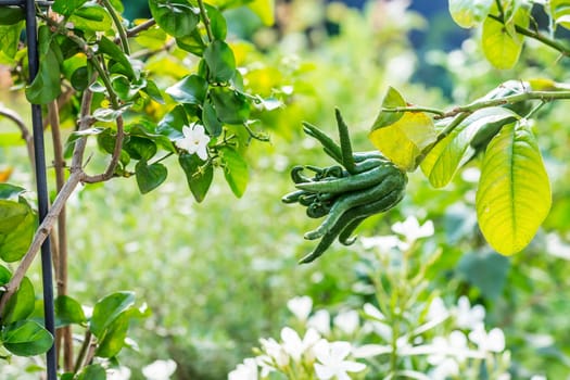 Buddha's hand fruit on the tree in the garden. Citrus medica. Fingered citron fruit from Asia