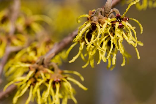 The Magic Nut (Hamamelis)