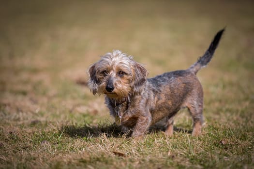 Little rough-haired dwarf dachshund stands in a meadow and looks easily past the photographer.